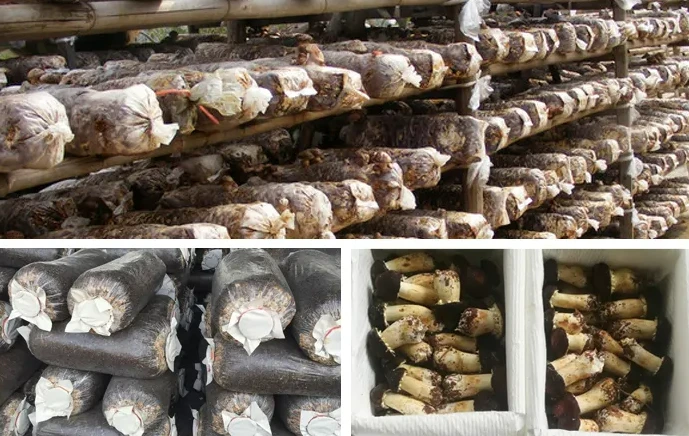 Organic agaricus blazei extract powder